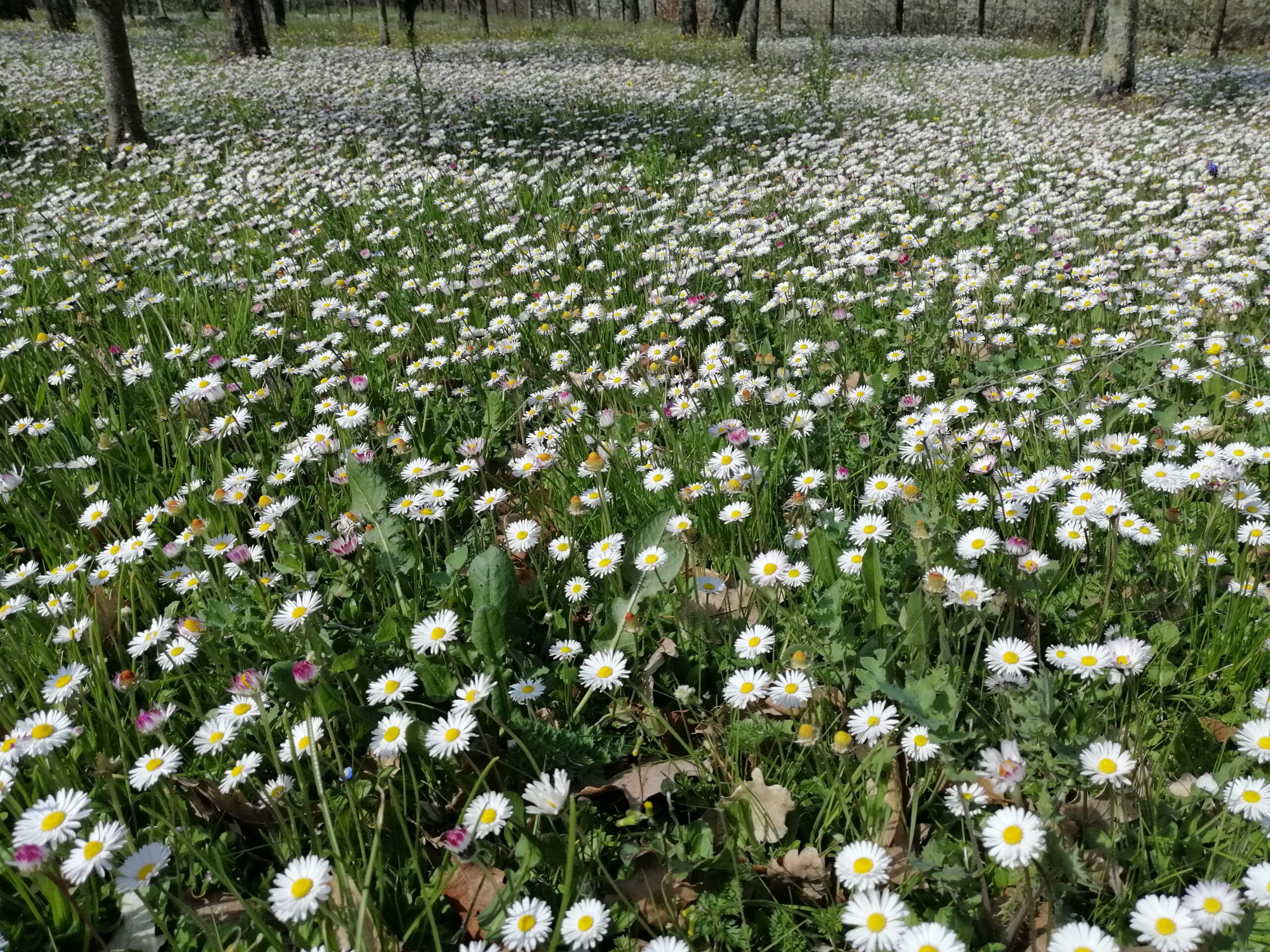 Bellis perennis